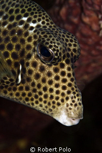 Trunkfish.  Bonaire. D200. 105mm by Robert Polo 